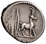 Plancia - Cn. Plancius - Denario (55 a.C.) ... 