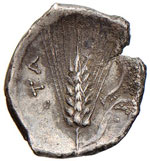 LUCANIA Metaponto - Diobolo (IV-V sec. a.C.) ... 