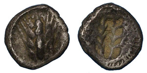 Lucania (D) Metapontum,Obol ca 500 BC.Grain ... 