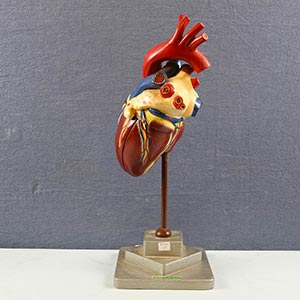 Esemplare di cuore umano in legno scolpito e ... 