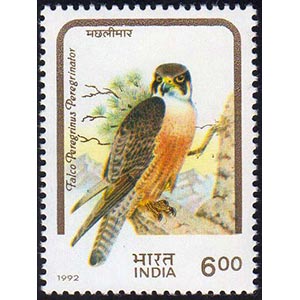 INDIA 1992 - 6 r. Falco Peregrinus, serie ... 