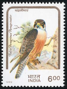 INDIA 1992 - 6 r. Falco Peregrinus, serie ... 