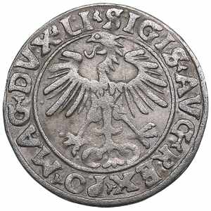 Poland-Lithuania 1/2 grosz 1556 - Sigismund ... 