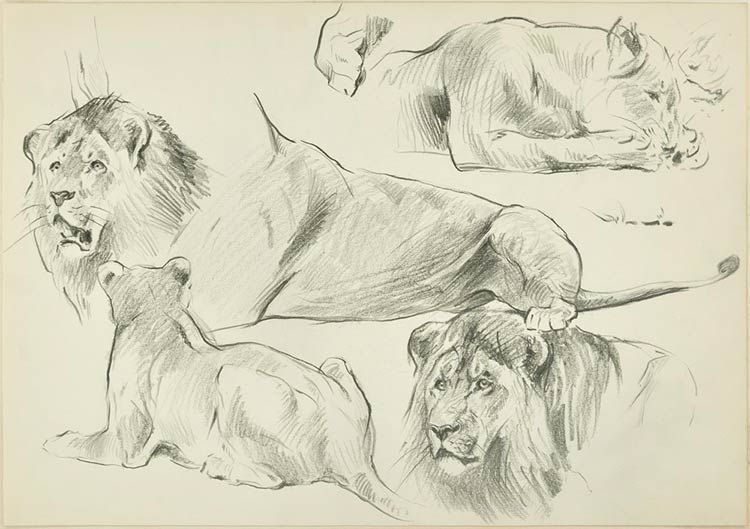 Wilhelm Lorenz  Sketch of Lions, ... 