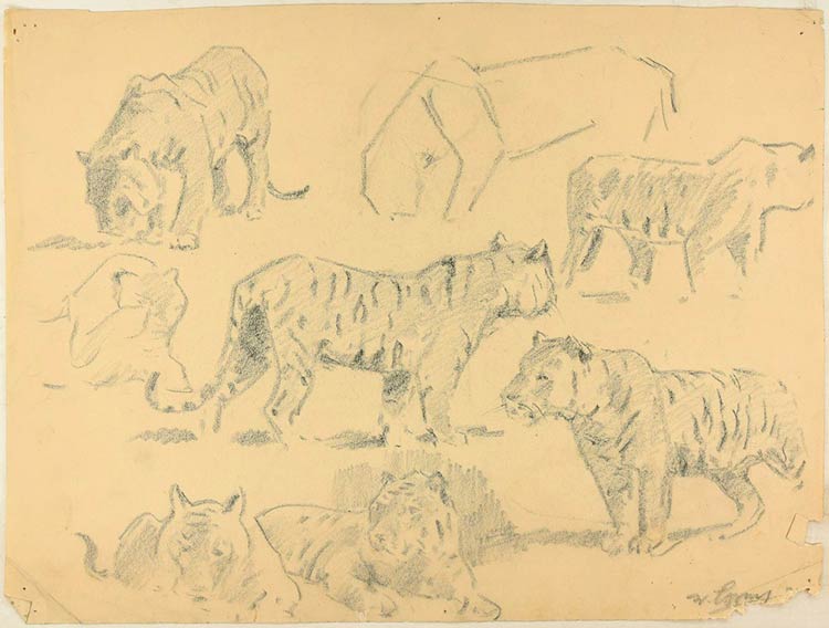 Wilhelm Lorenz  Studi di tigri, XX ... 