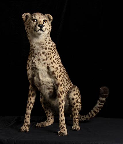 COMPLETE TAXIDERMY OF CHEETAH   ... 