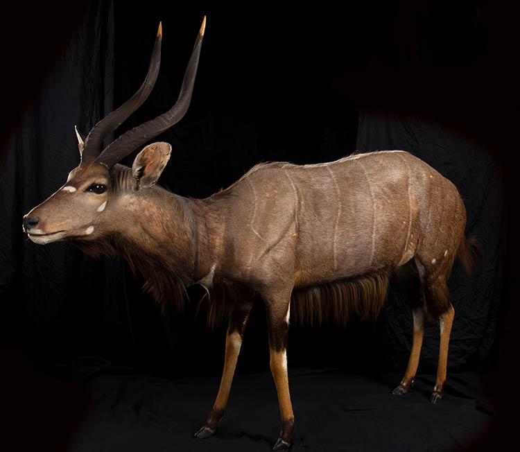 COMPLETE TAXIDERMY OF NYALA  ... 