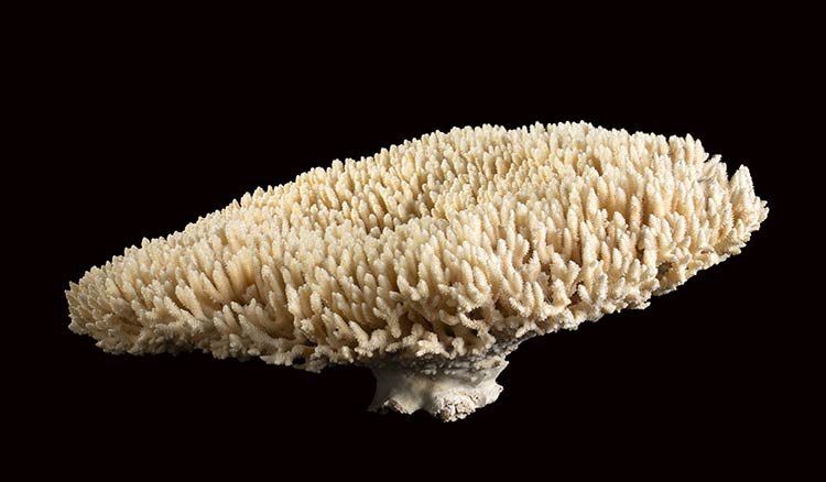 FLAT CORAL  Large fragment of flat ... 