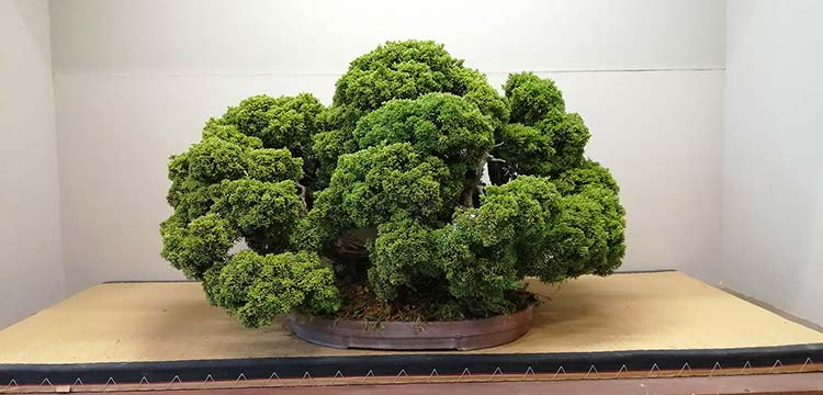 KABUDACHI JUNIPER Juniperus ... 