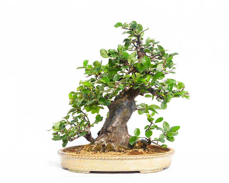 PSEUDOCYDONIAImportant bonsai with ... 