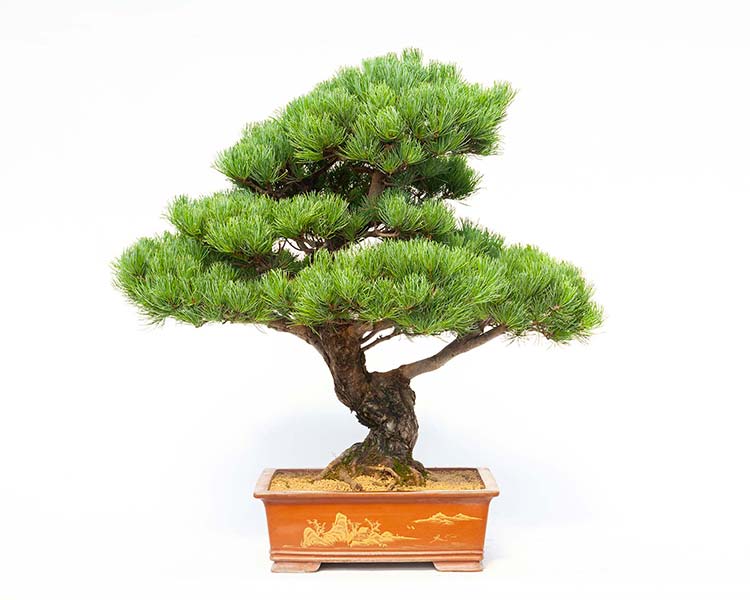 PINUS PENTAPHYLLAClassico bonsai ... 