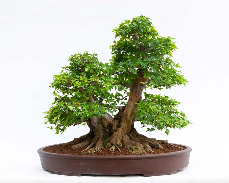 ACER BUERGERIANUMImpressive bonsai ... 