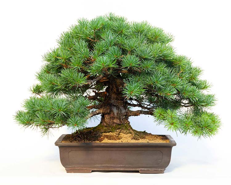 PINUS PENTAPHYLLARare bonsai for ... 