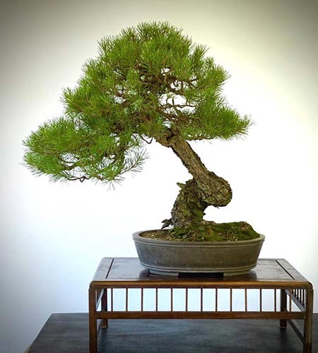 SCOTS PINEScots pine with an ... 