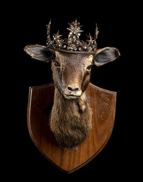 PATHOLOGICAL TAXIDERMY OF ARIES.  ... 