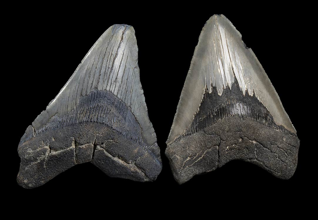 TWO TEETH OF MEGALODONTwo fossil ... 