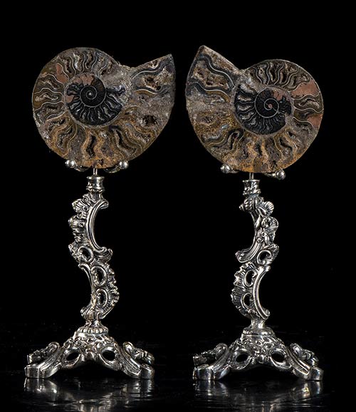 TWO AMMONITES ON SILVER ... 