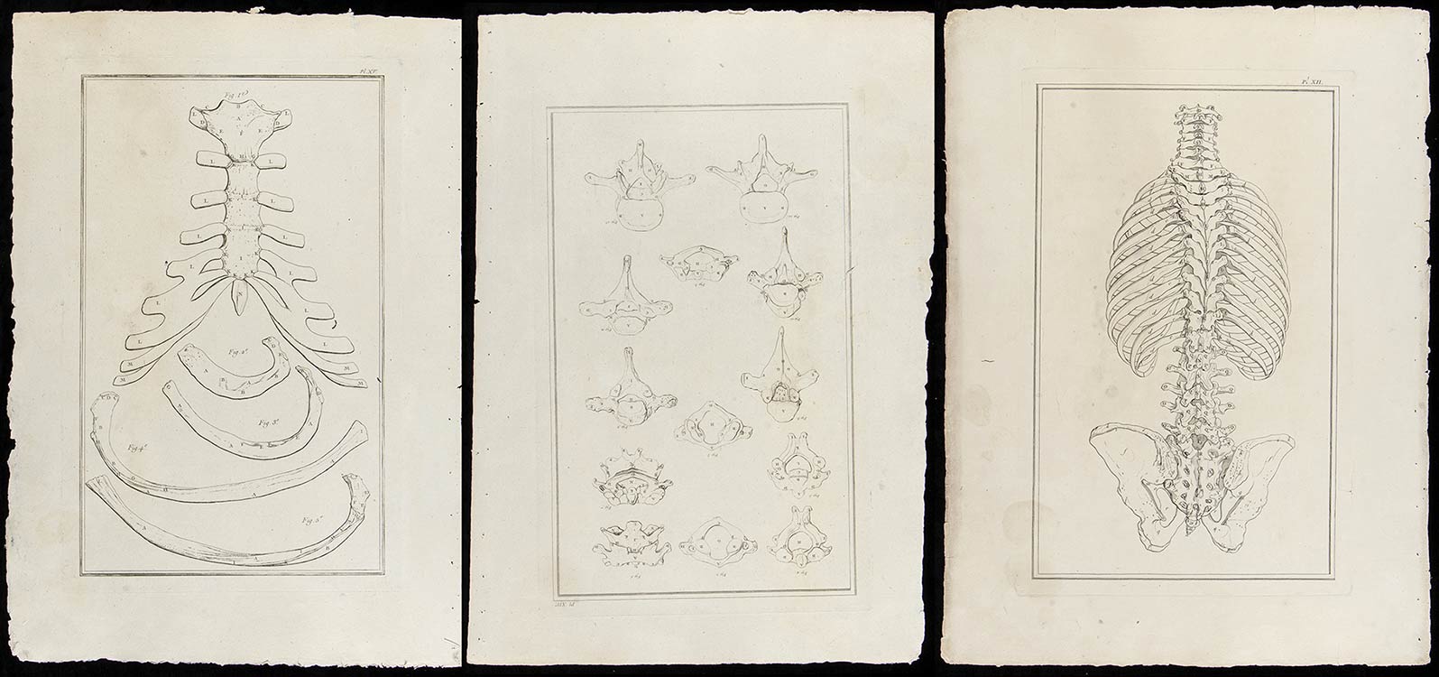 Lot of 3 sheets from an Atlas of ... 