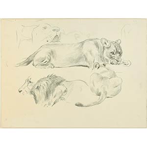 Wilhelm Lorenz  Lions, XX Century Drawing in ... 