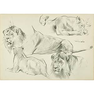 Wilhelm Lorenz  Sketch of Lions, XX century ... 