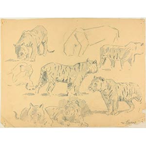 Wilhelm Lorenz  Studies of Tigers, XX ... 