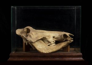 WARTHOG SKULL IN A CASE   Large defenseless ... 