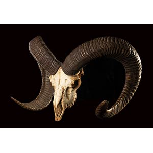 MUFLONE SKULL  European mouflon skull. 50cm ... 