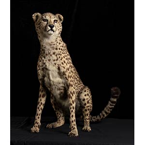 COMPLETE TAXIDERMY OF CHEETAH   Taxidermy of ... 