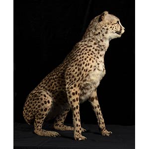 COMPLETE TAXIDERMY OF CHEETAH   ... 