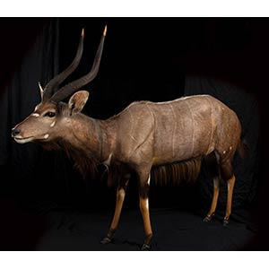 COMPLETE TAXIDERMY OF NYALA  Complete ... 