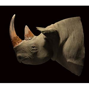 RINOCERONTE NERO  Testa di rinoceronte ... 