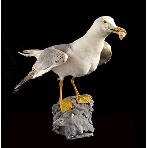 NATURALIZED SEAGULL  Seagull (Larinae ... 