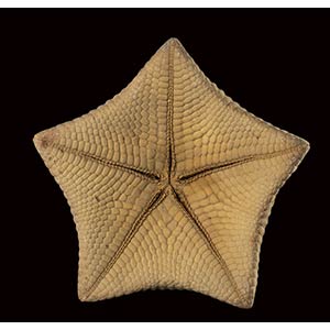 STARFISH CUSHION  starfish cushion ... 