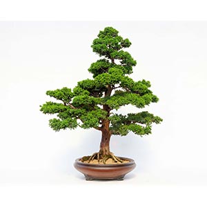 CRYPTOMERIA JAPONICAJapanese bonsai in an ... 