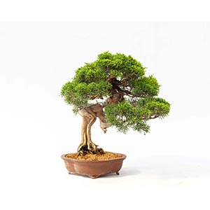 JUNIPERUS CHINENSISJuniper bonsai that ... 