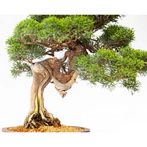 JUNIPERUS CHINENSISJuniper bonsai ... 