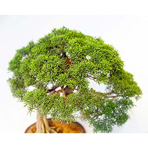 JUNIPERUS CHINENSISJuniper bonsai ... 