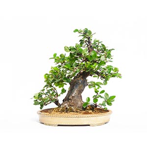 PSEUDOCYDONIAImportant bonsai with a rare ... 