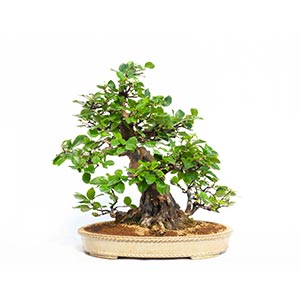 PSEUDOCYDONIAImportant bonsai with ... 