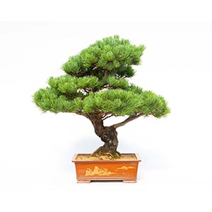 PINUS PENTAPHYLLAClassic Japanese white pine ... 
