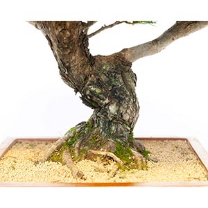 PINUS PENTAPHYLLAClassico bonsai ... 