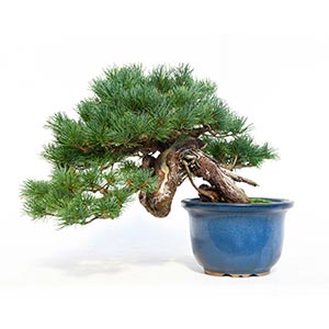 PINUS PENTAPHYLLAEvocative bonsai with a ... 