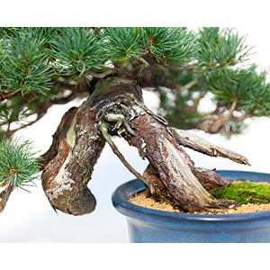 PINUS PENTAPHYLLAEvocative bonsai ... 
