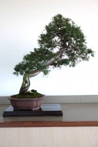JUNIPERUS SARGENTII Coming from the famous ... 