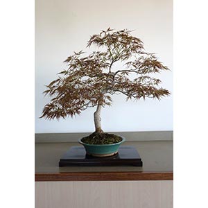 ACER PALMATUM DISSECTUM Coming from the ... 