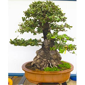 QUERCUS ILEXYamadori bonsai from Tuscany, ... 