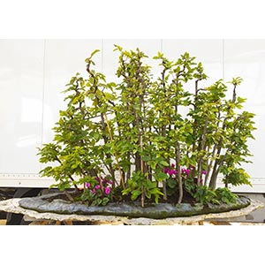CARPINUS BETULUSWood with 31 plants composed ... 