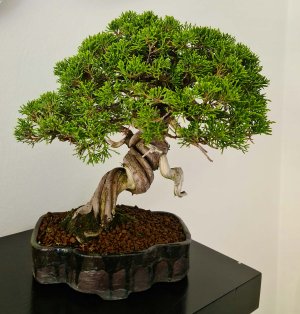 ITOIGAWA JUNIPER Cultivated for about 20 ... 