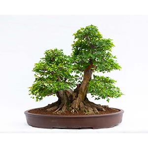 ACER BUERGERIANUMImpressive bonsai with a ... 