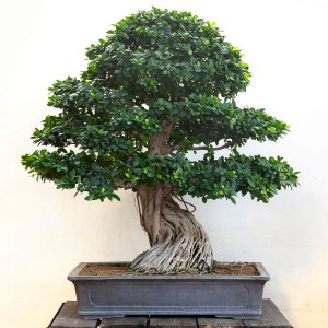 FICUS THAILANDESEImponente bonsai che si ... 